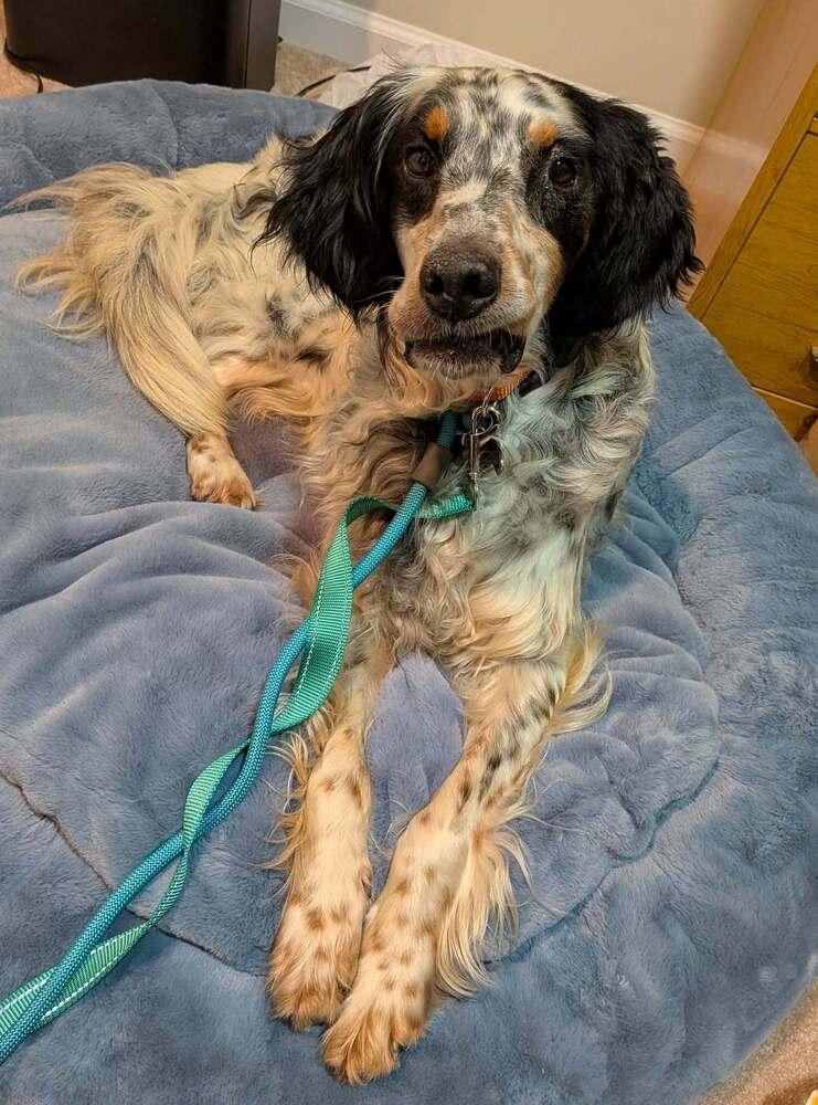 Enlarge Pending Adoption - Bernie, a Adoptable English Setter in Chelsea, MI image 5/6
