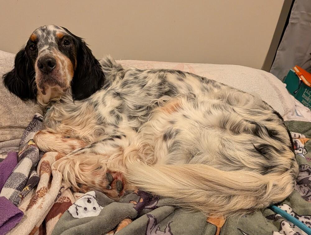 Enlarge Pending Adoption - Bernie, a Adoptable English Setter in Chelsea, MI image 6/6