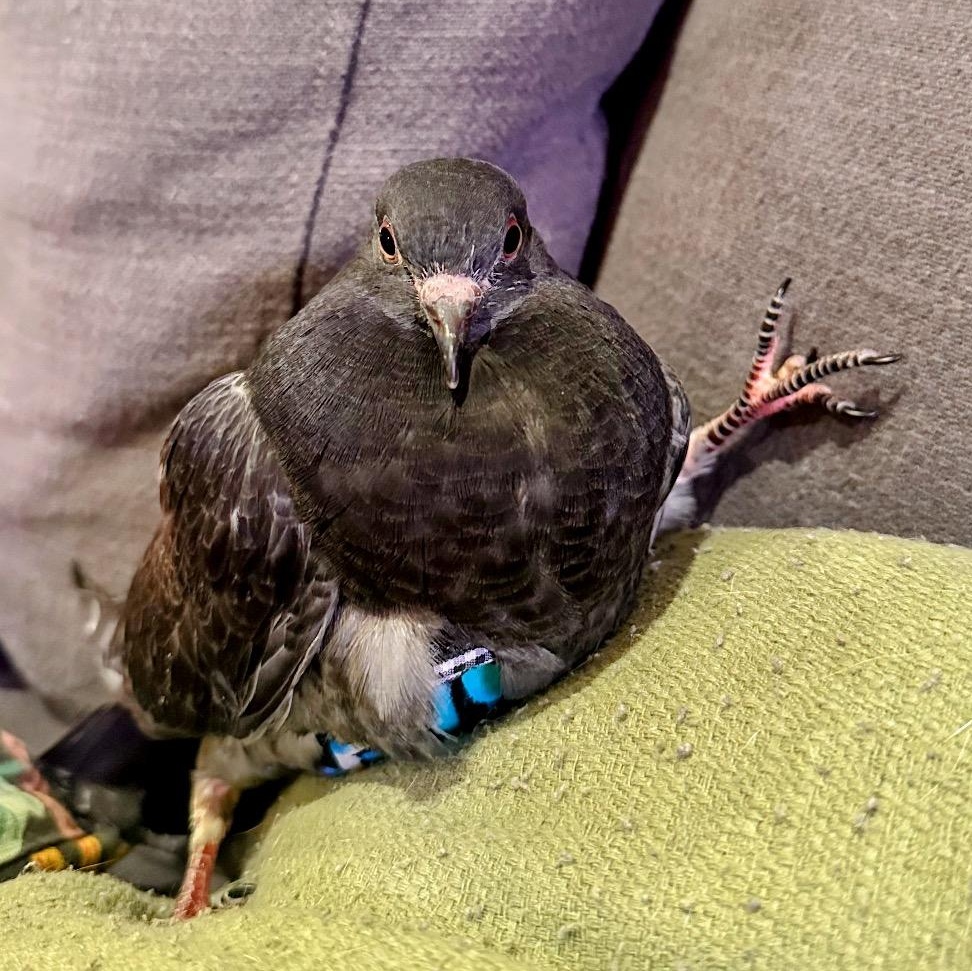 Enlarge Can-Can, a Adoptable Pigeon in Chicago, IL image 1/3