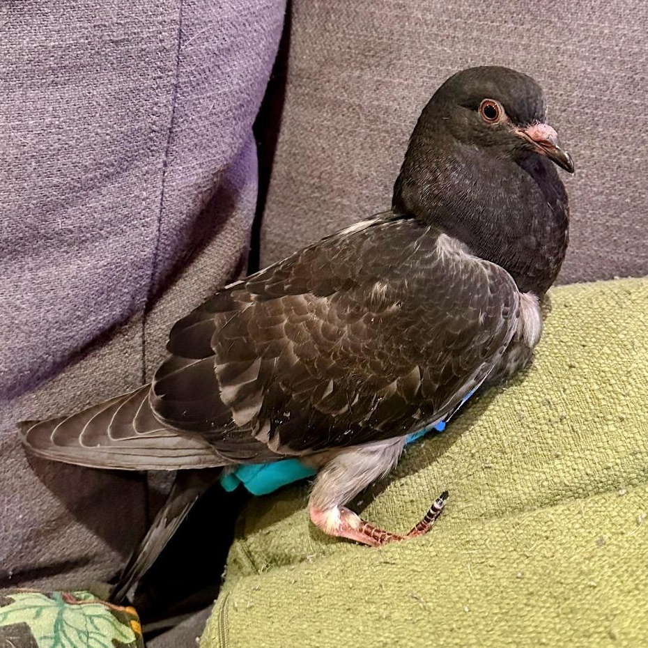 Enlarge Can-Can, a Adoptable Pigeon in Chicago, IL image 2/3