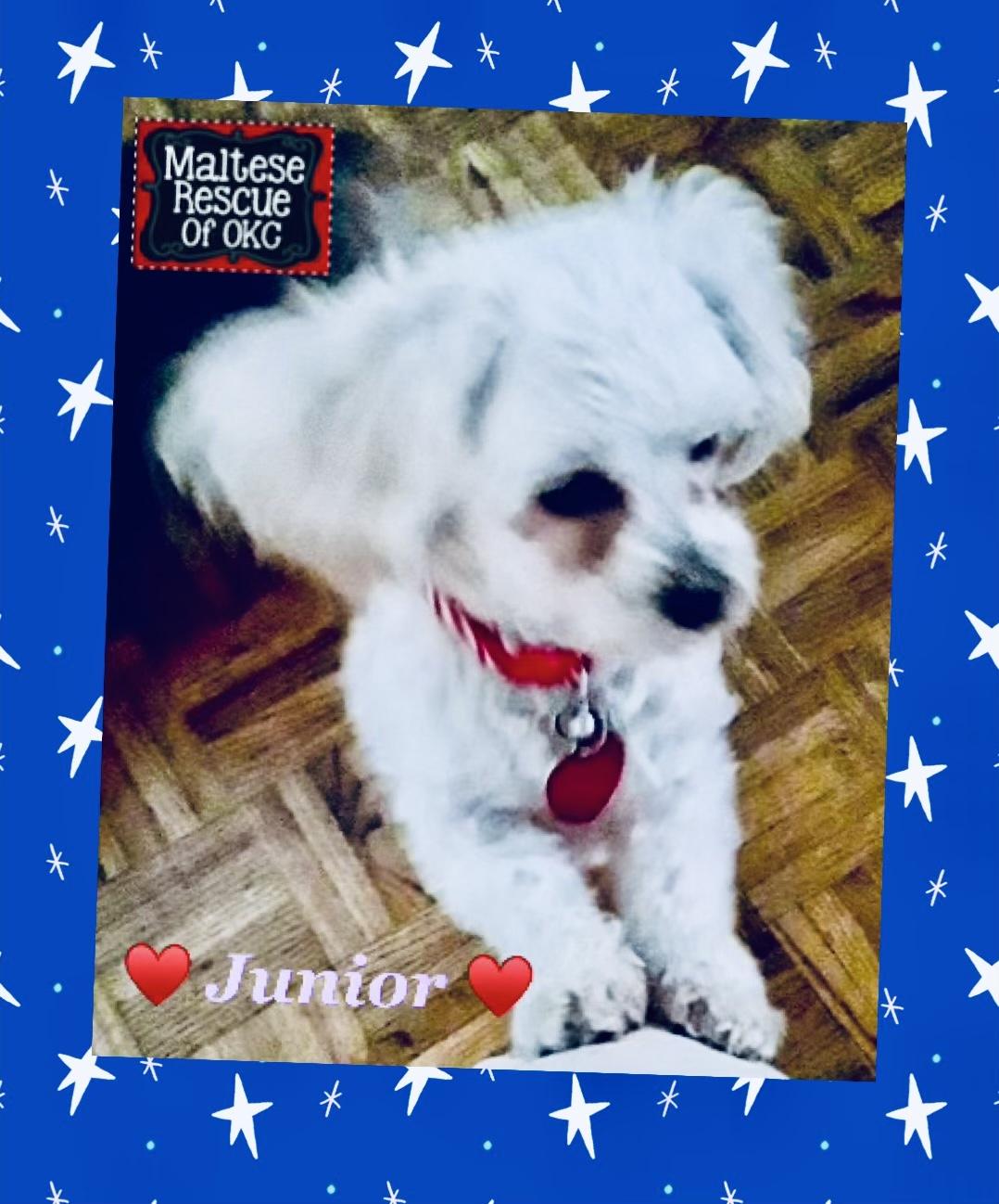 Enlarge Junior, a Adopted Maltese in Oklahoma City, OK image 1/1