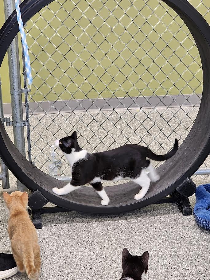 Enlarge Pinball Wizard, a Adopted mixed breed in Auburn, IN image 1/5