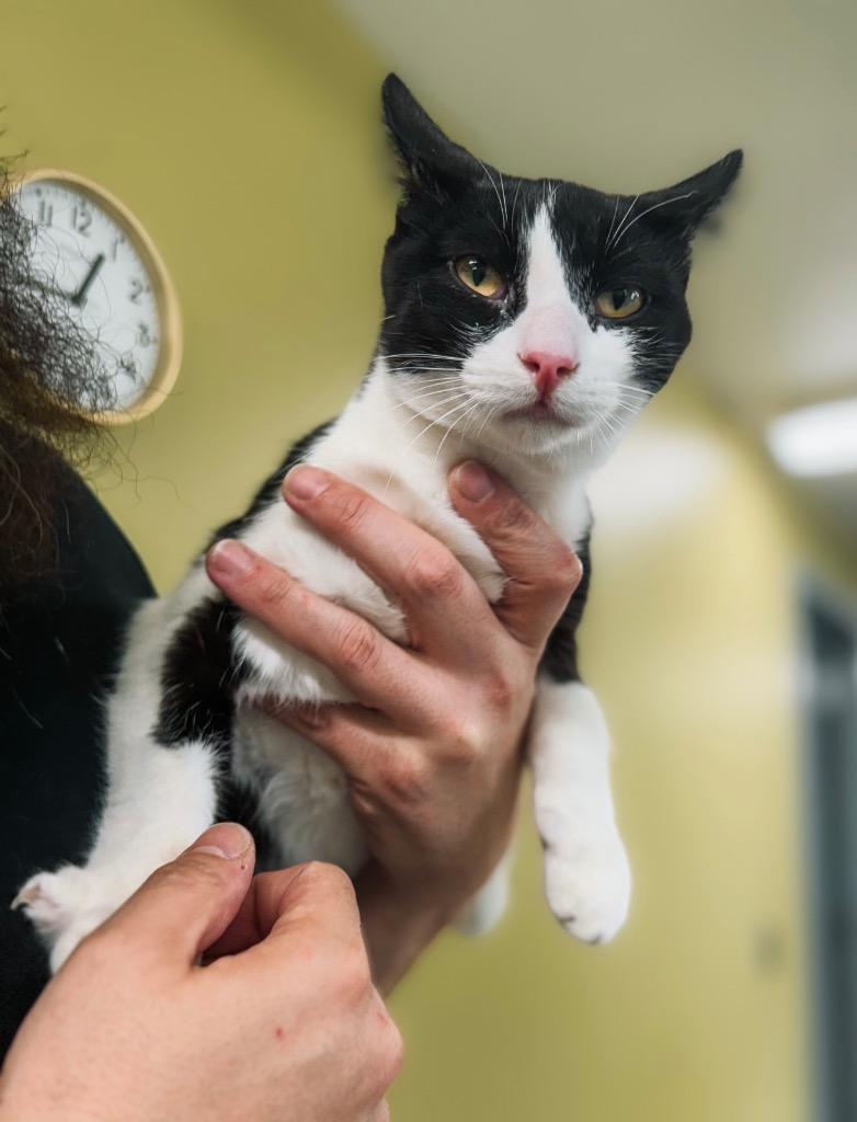 Enlarge Pinball Wizard, a Adoptable mixed breed in Auburn, IN image 1/5