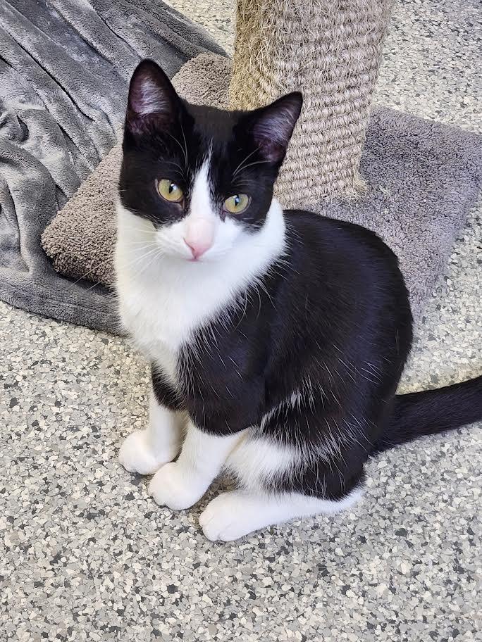 Enlarge Pinball Wizard, a Adopted mixed breed in Auburn, IN image 3/5