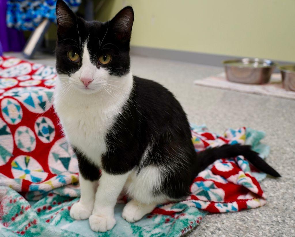 Enlarge Pinball Wizard, a Adoptable mixed breed in Auburn, IN image 4/5