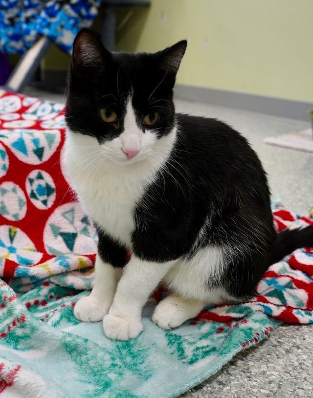 Enlarge Pinball Wizard, a Adopted mixed breed in Auburn, IN image 4/5