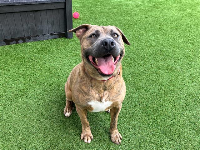 Enlarge BANNER, a Adoptable mixed breed in Tustin, CA image 1/1