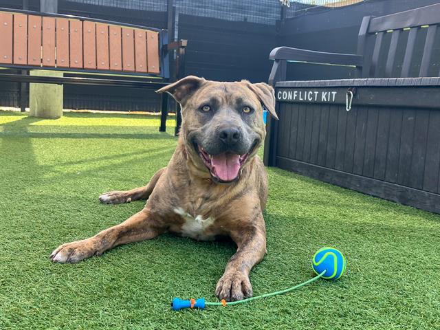 Enlarge BANNER, a Adoptable mixed breed in Tustin, CA image 1/1