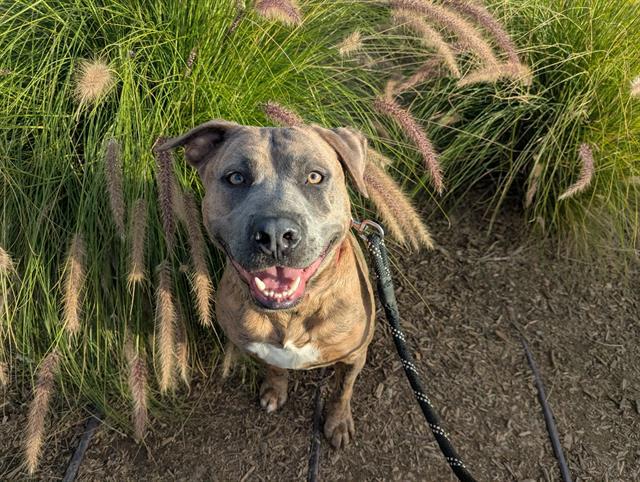 BANNER, Adoptable, Adult Male Pit Bull Terrier & Mixed Breed.