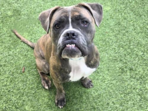 ACE, Adoptable, Young Male American Bulldog.