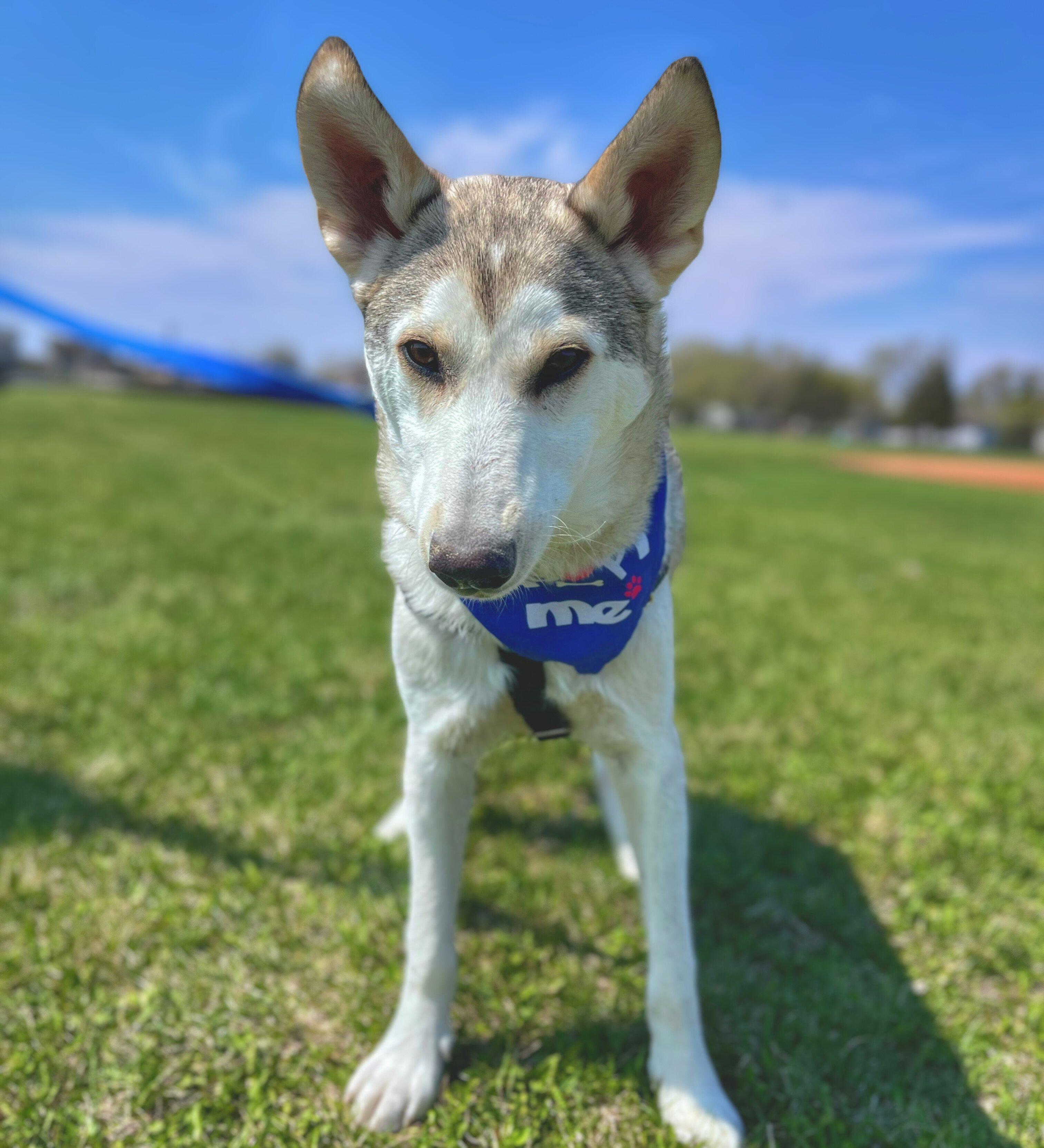 Sadler, an adoptable Husky, Alaskan Malamute in Winnipeg, MB, R2C 1P2 | Photo Image 1