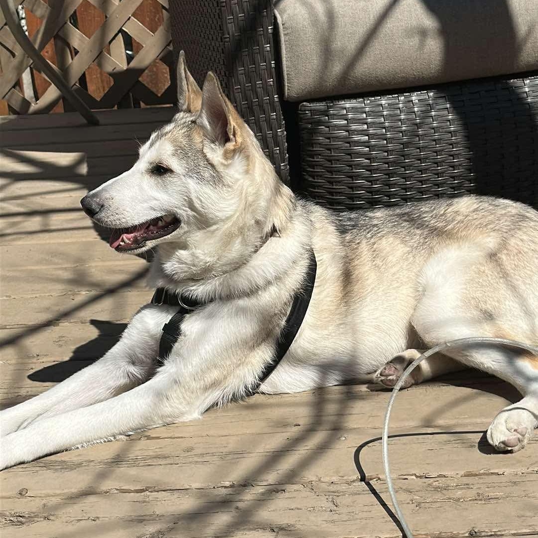 Sadler, an adoptable Husky, Alaskan Malamute in Winnipeg, MB, R2C 1P2 | Photo Image 3