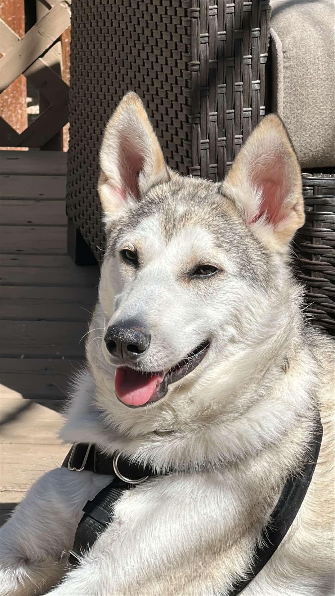 Sadler, an adoptable Husky, Alaskan Malamute in Winnipeg, MB, R2C 1P2 | Photo Image 1