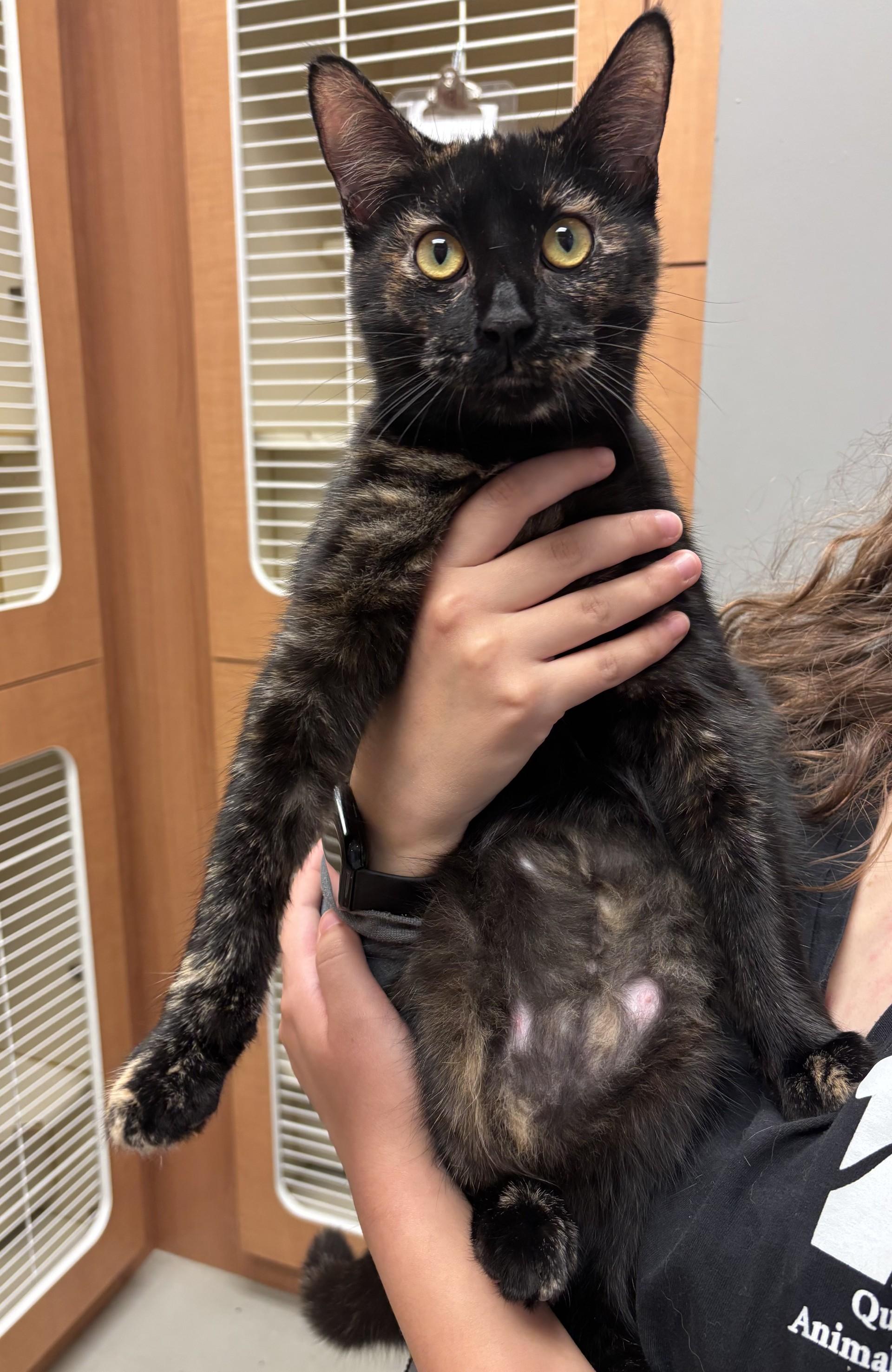 Wanda, Adoptable, Adult Female Tortoiseshell.