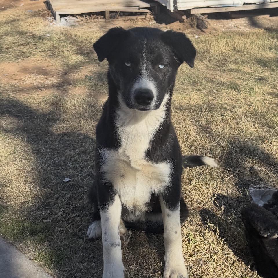 Oreo, Adoptable, Young Male Mixed Breed.