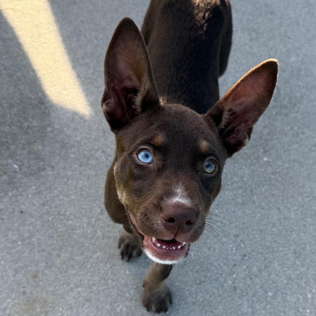 Maeday, Adoptable, Puppy Female Australian Kelpie.