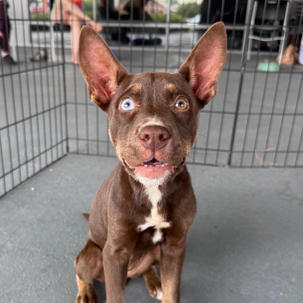 Maeday, a Adoptable Australian Kelpie in Aberdeen, NC image 2/6