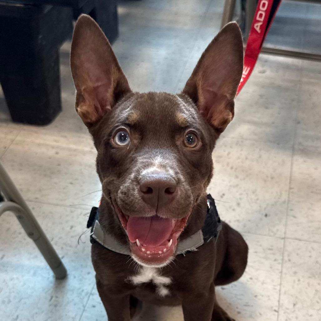 Maeday, a Adoptable Australian Kelpie in Aberdeen, NC image 3/6