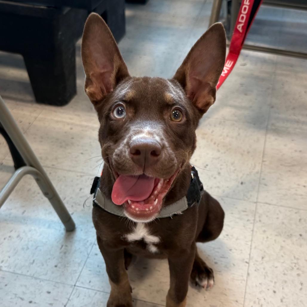 Maeday, a Adoptable Australian Kelpie in Aberdeen, NC image 4/6