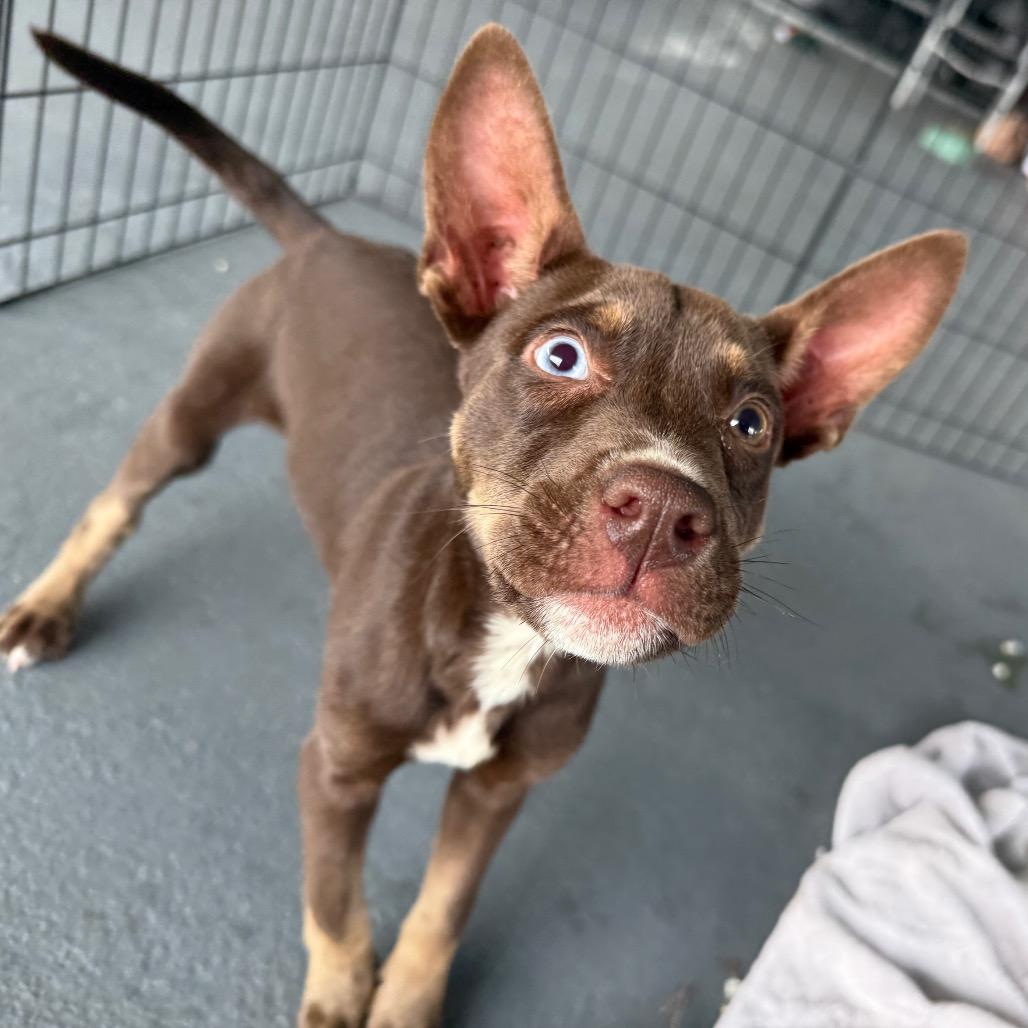 Maeday, a Adoptable Australian Kelpie in Aberdeen, NC image 5/6