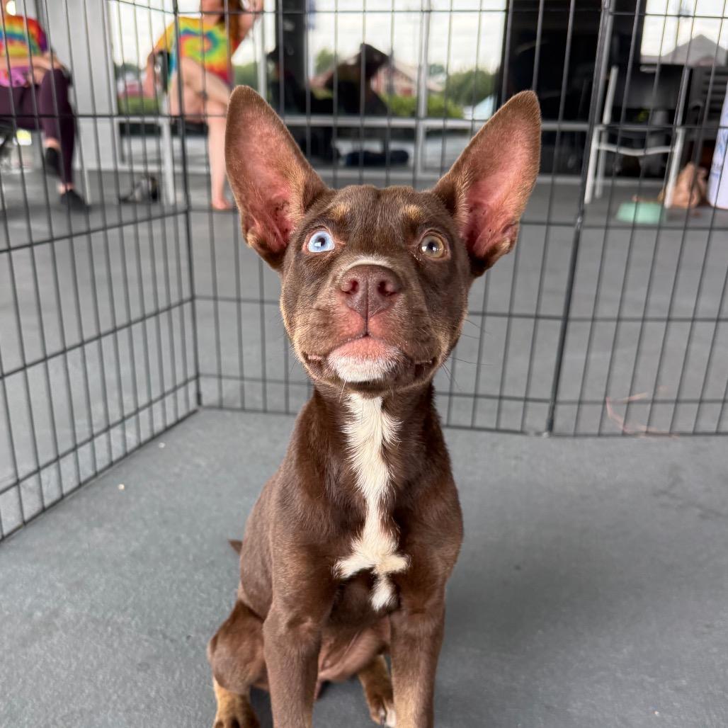 Maeday, a Adoptable Australian Kelpie in Aberdeen, NC image 6/6