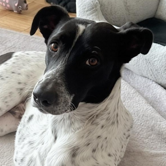 Mr. Champion Konar, Adoptable, Young Male German Shorthaired Pointer & English Pointer.