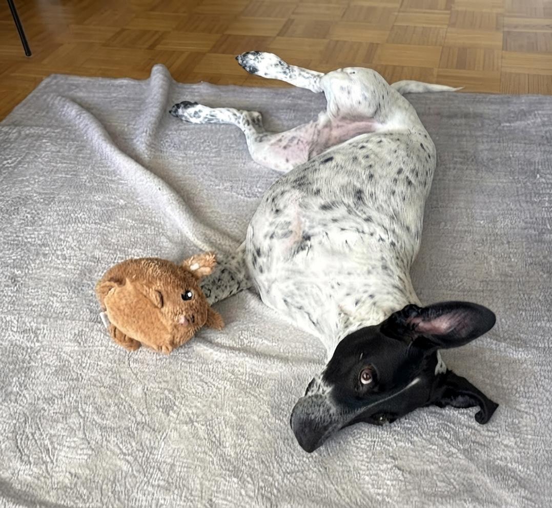 Enlarge Mr. Champion Konar, a Adoptable mixed breed in Toronto, ON image 3/6