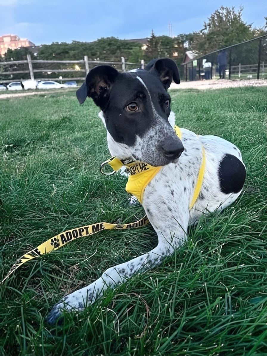 Enlarge Mr. Champion Konar, a Adoptable mixed breed in Toronto, ON image 4/6