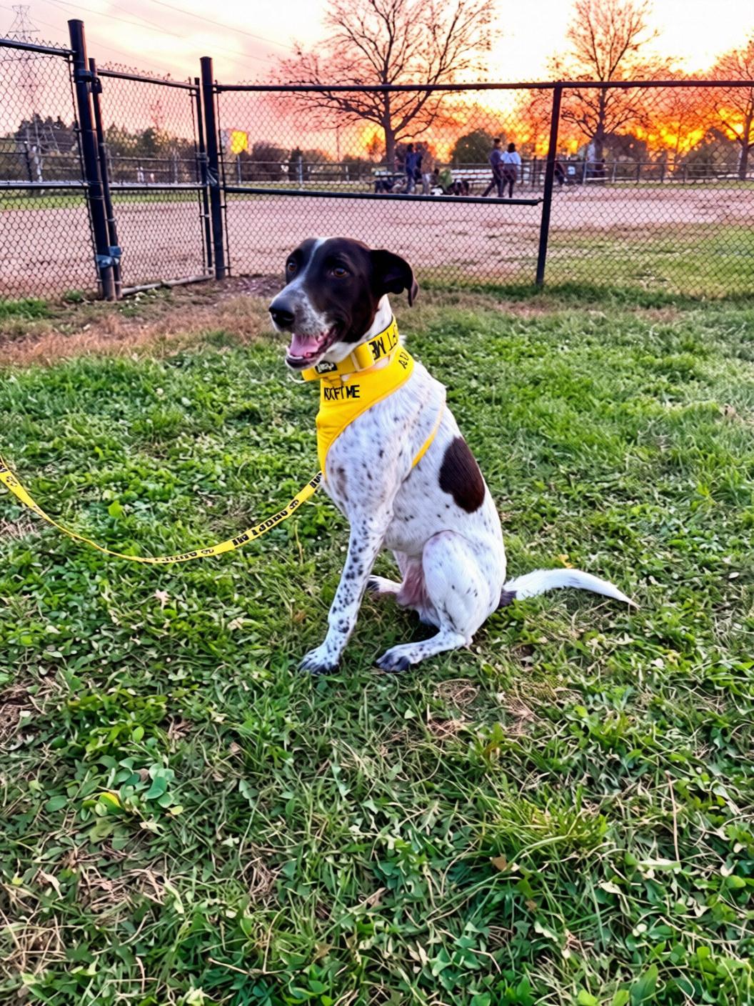 Enlarge Mr. Champion Konar, a Adoptable mixed breed in Toronto, ON image 6/6