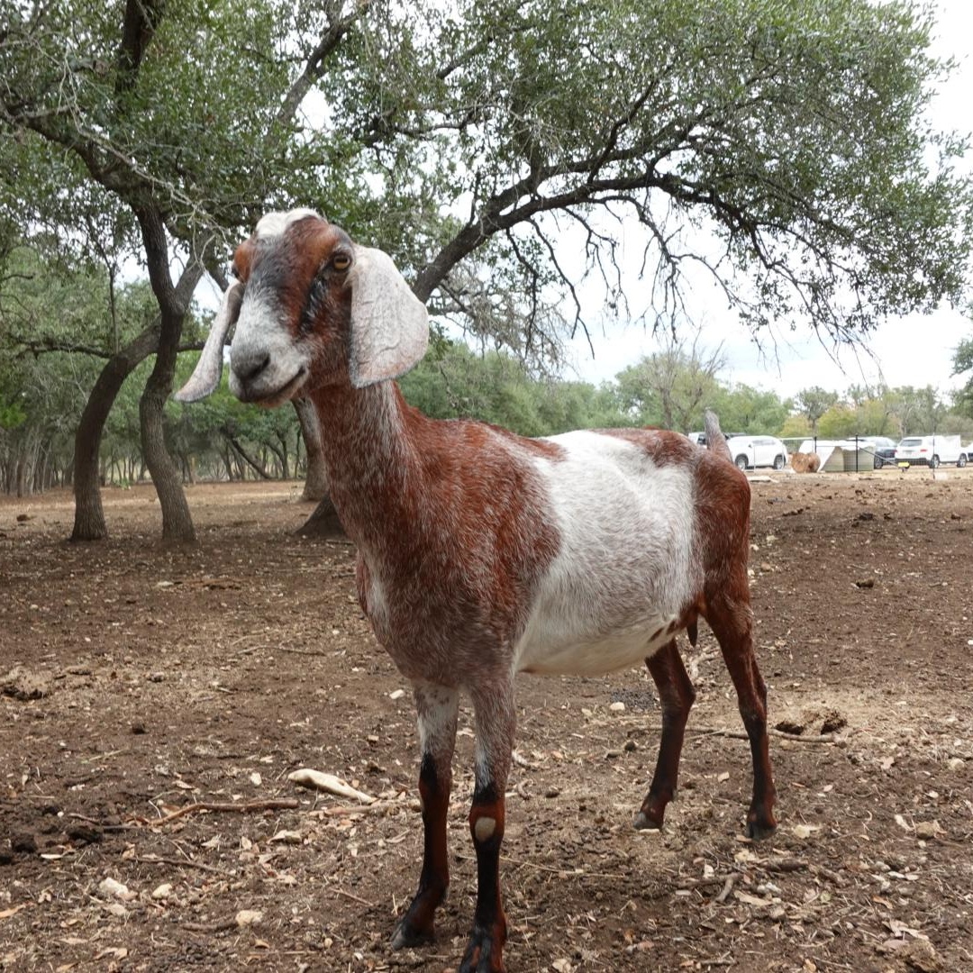 Enlarge Heidi, a Adoptable Nubian in Bulverde, TX image 2/5