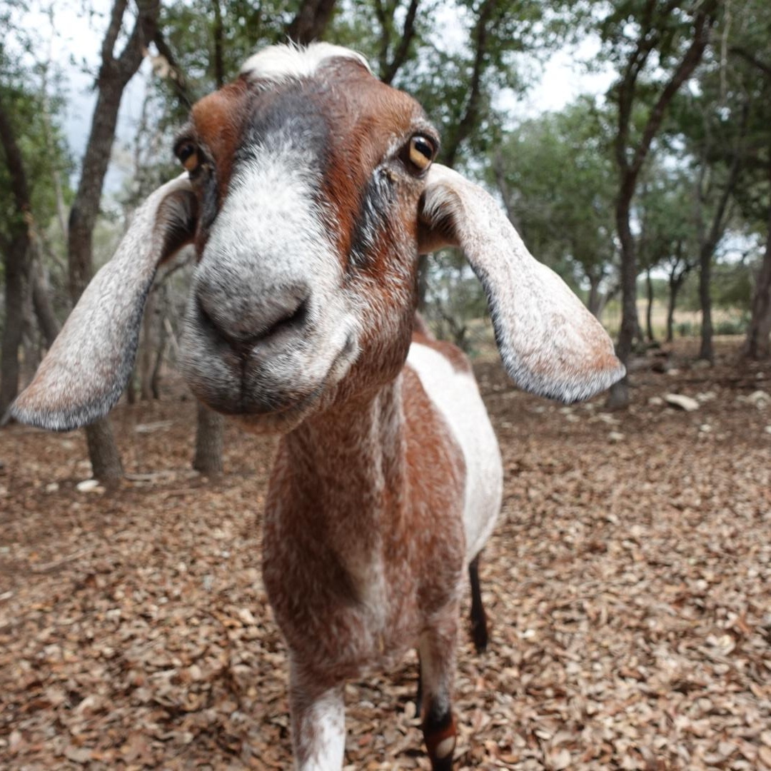 Enlarge Heidi, a Adoptable Nubian in Bulverde, TX image 3/5
