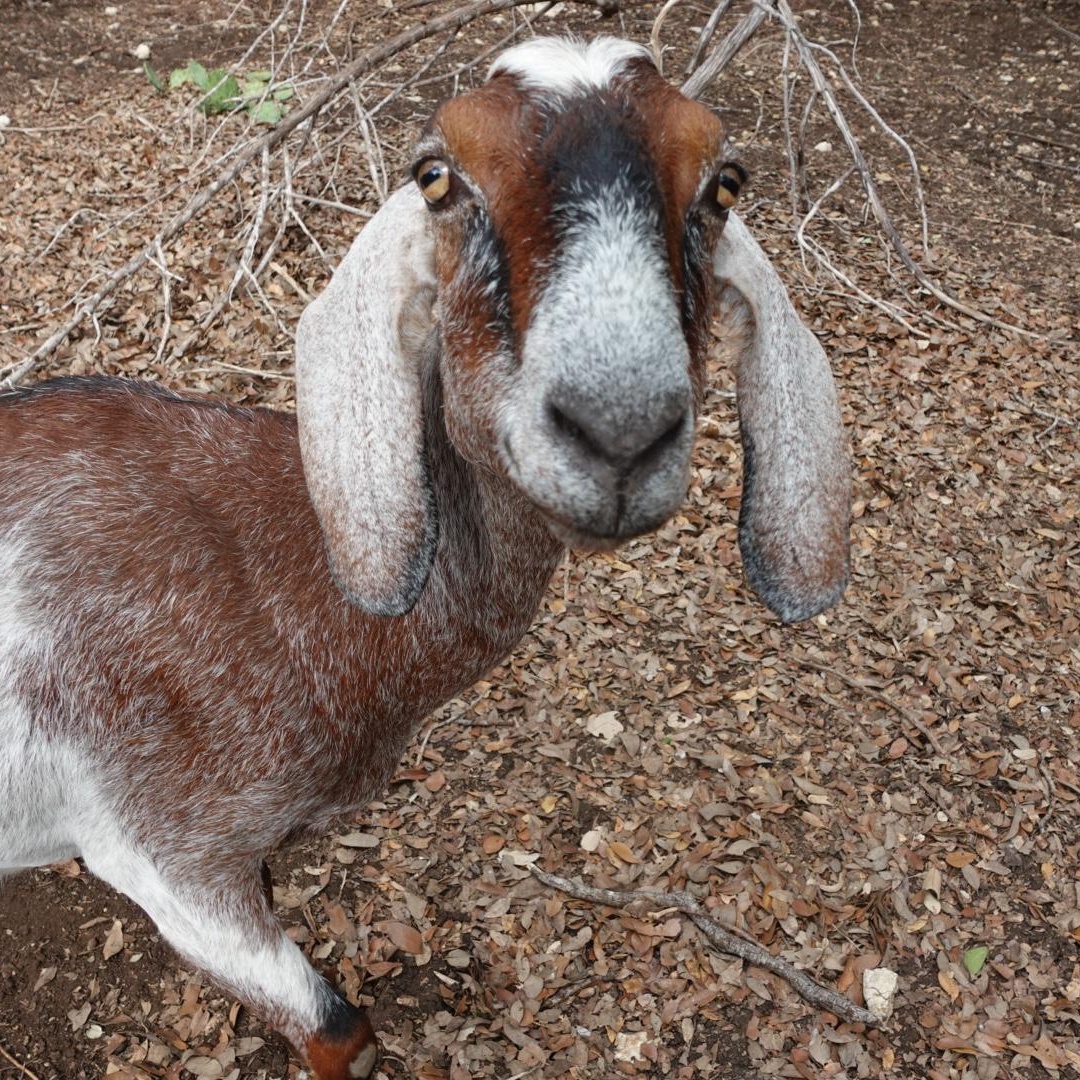 Enlarge Heidi, a Adoptable Nubian in Bulverde, TX image 4/5