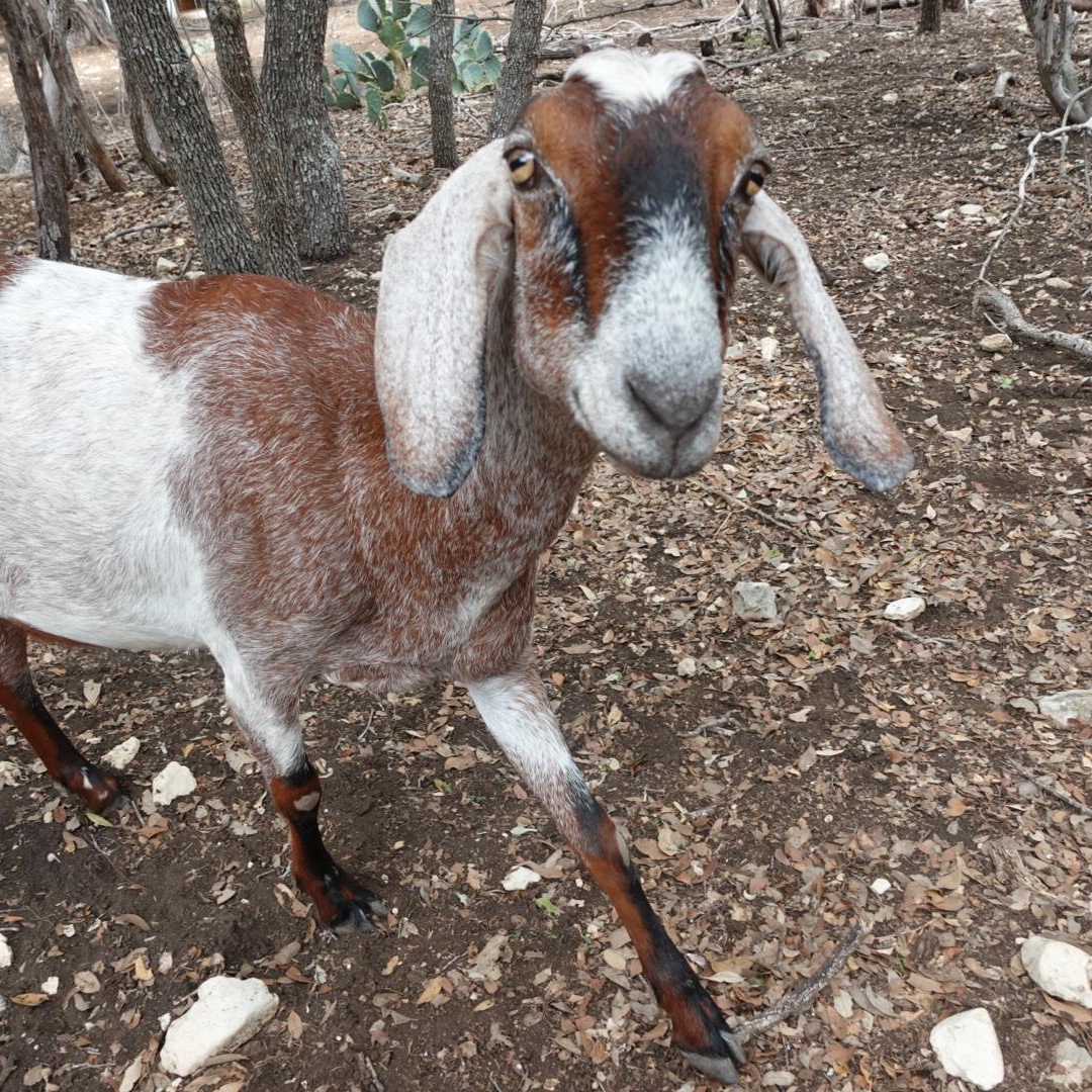 Enlarge Heidi, a Adoptable Nubian in Bulverde, TX image 5/5