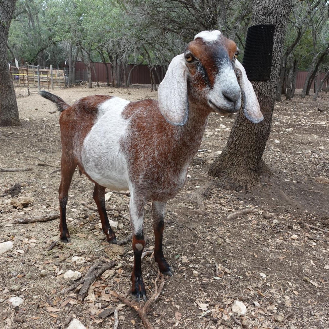Heidi, Adoptable, Adult Female Nubian.
