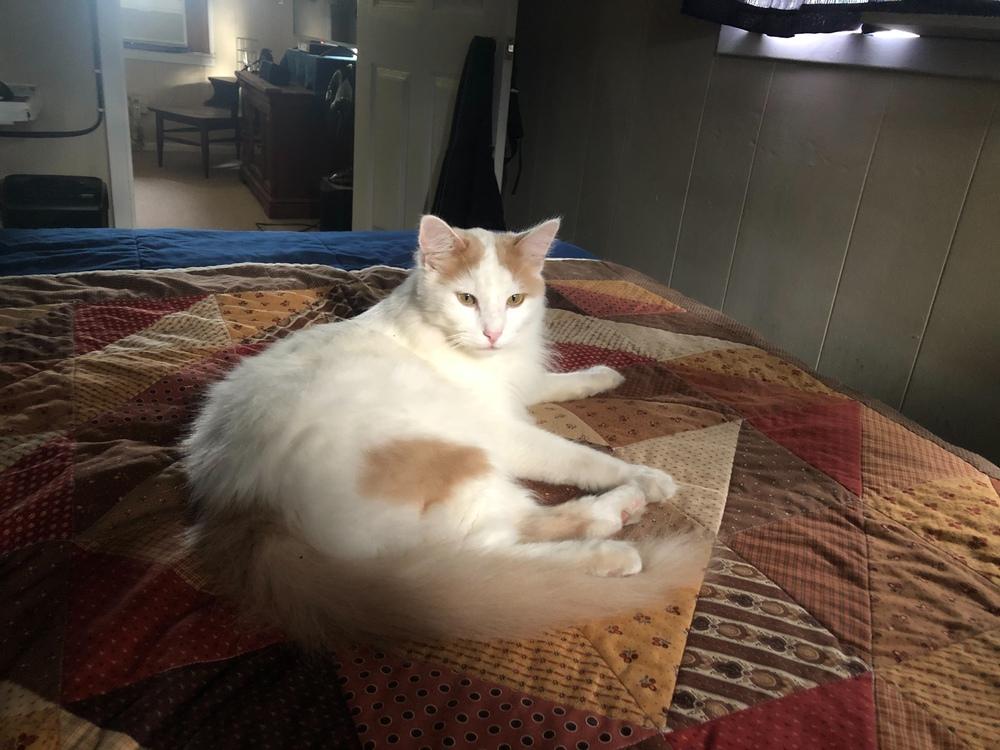 Enlarge Lang, a Adopted Domestic Long Hair in San Angelo, TX image 1/2