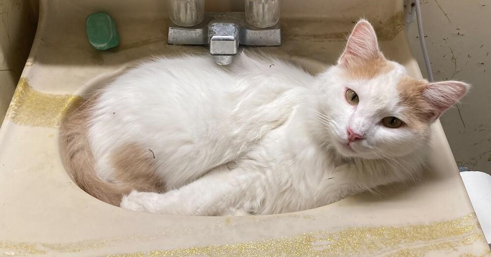 Enlarge Lang, a Adopted Domestic Long Hair in San Angelo, TX image 2/2