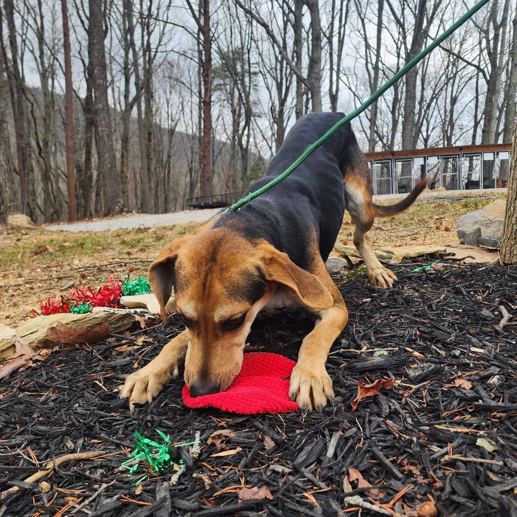 Enlarge Winston, a Adoptable mixed breed in Evensville, TN image 1/5