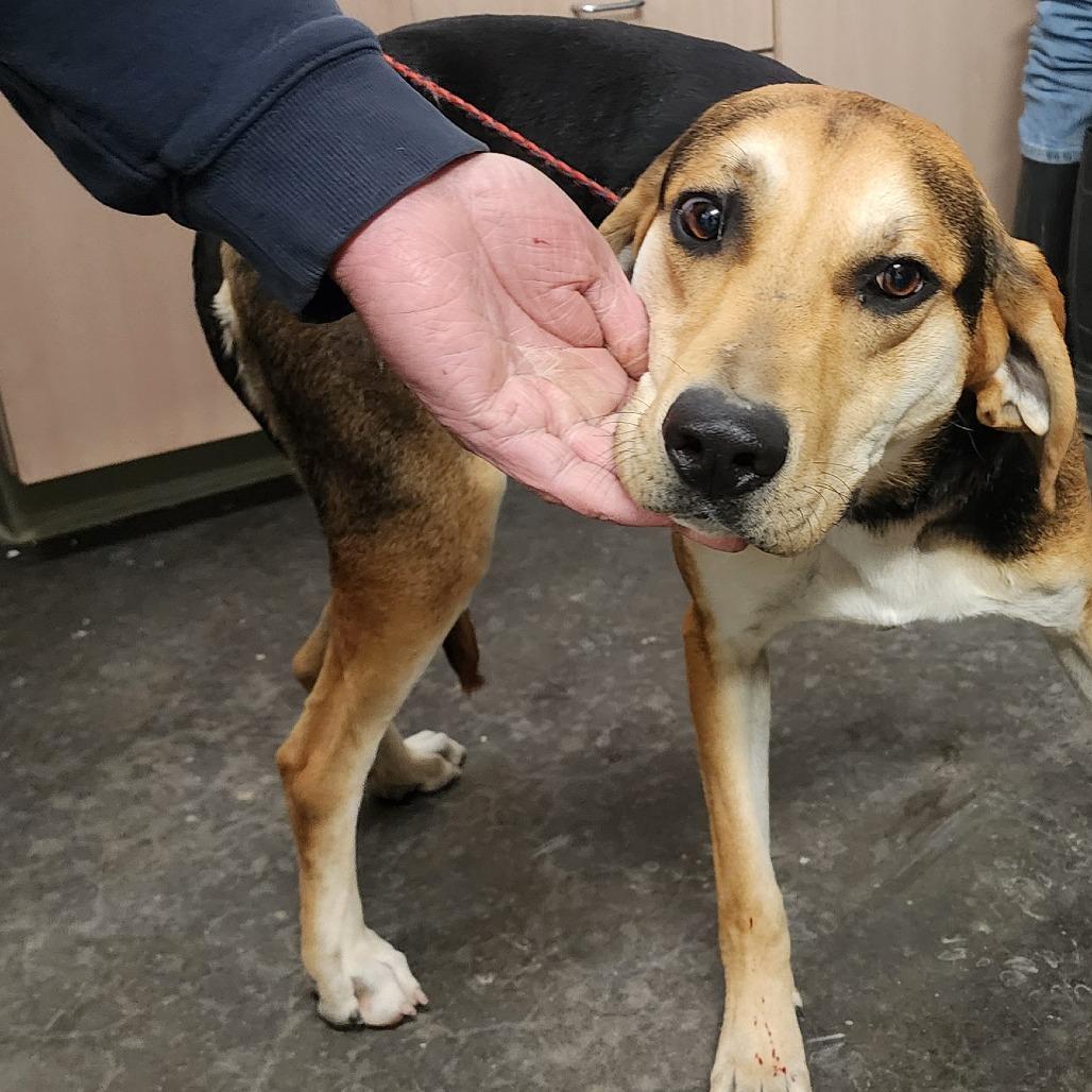 Enlarge Winston, a Adoptable mixed breed in Evensville, TN image 2/5