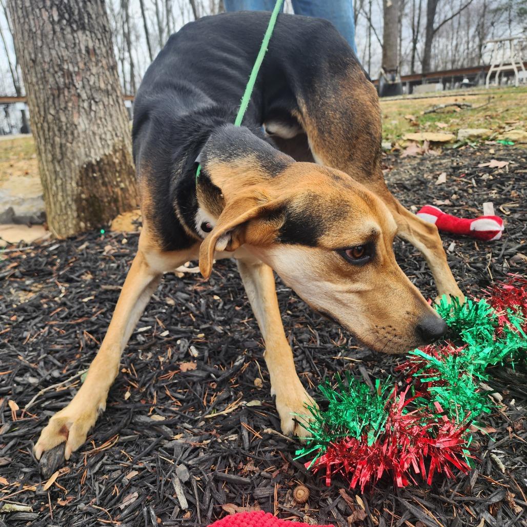 Enlarge Winston, a Adoptable mixed breed in Evensville, TN image 3/5
