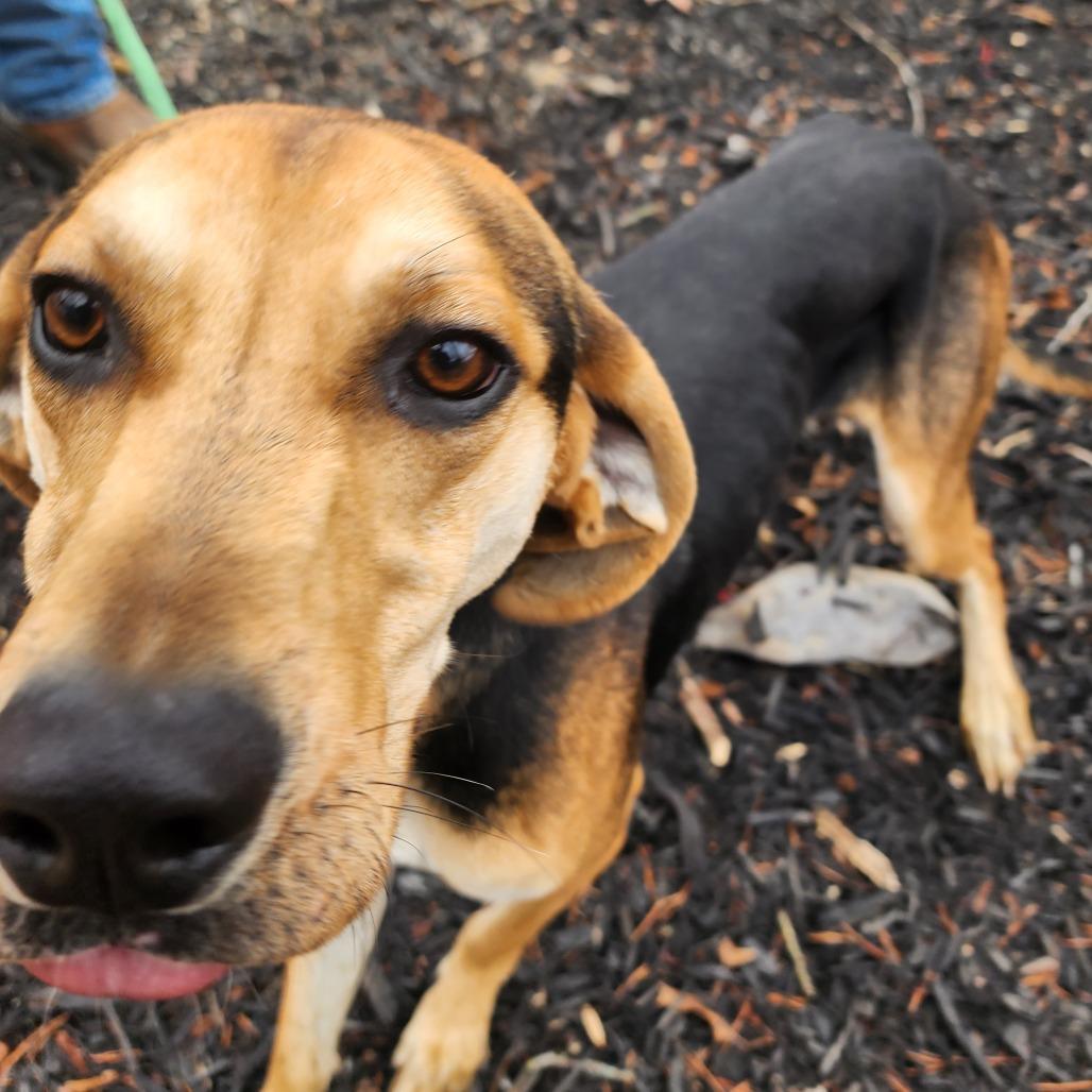 Enlarge Winston, a Adoptable mixed breed in Evensville, TN image 4/5