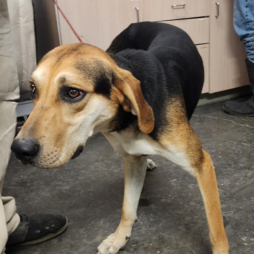 Enlarge Winston, a Adoptable mixed breed in Evensville, TN image 5/5