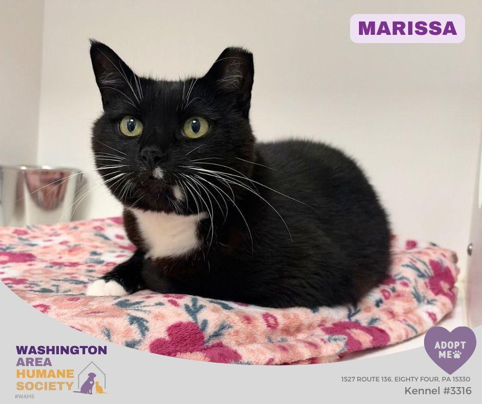 Enlarge Marissa, a Adoptable mixed breed in Eighty Four, PA image 1/1