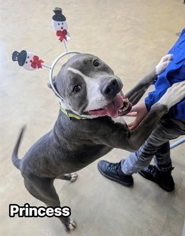 PRINCESS, Adoptable, Adult Female American Staffordshire Terrier & Mixed Breed.