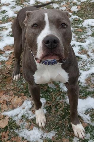 PRINCESS, Adoptable, Adult Female American Staffordshire Terrier & Mixed Breed.