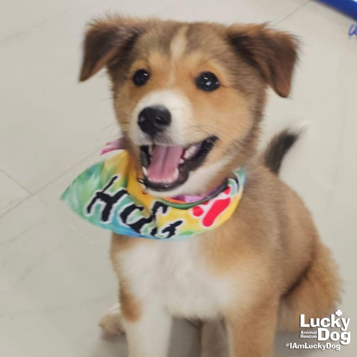 Indie, a Adopted mixed breed in Washington, DC image 1/2
