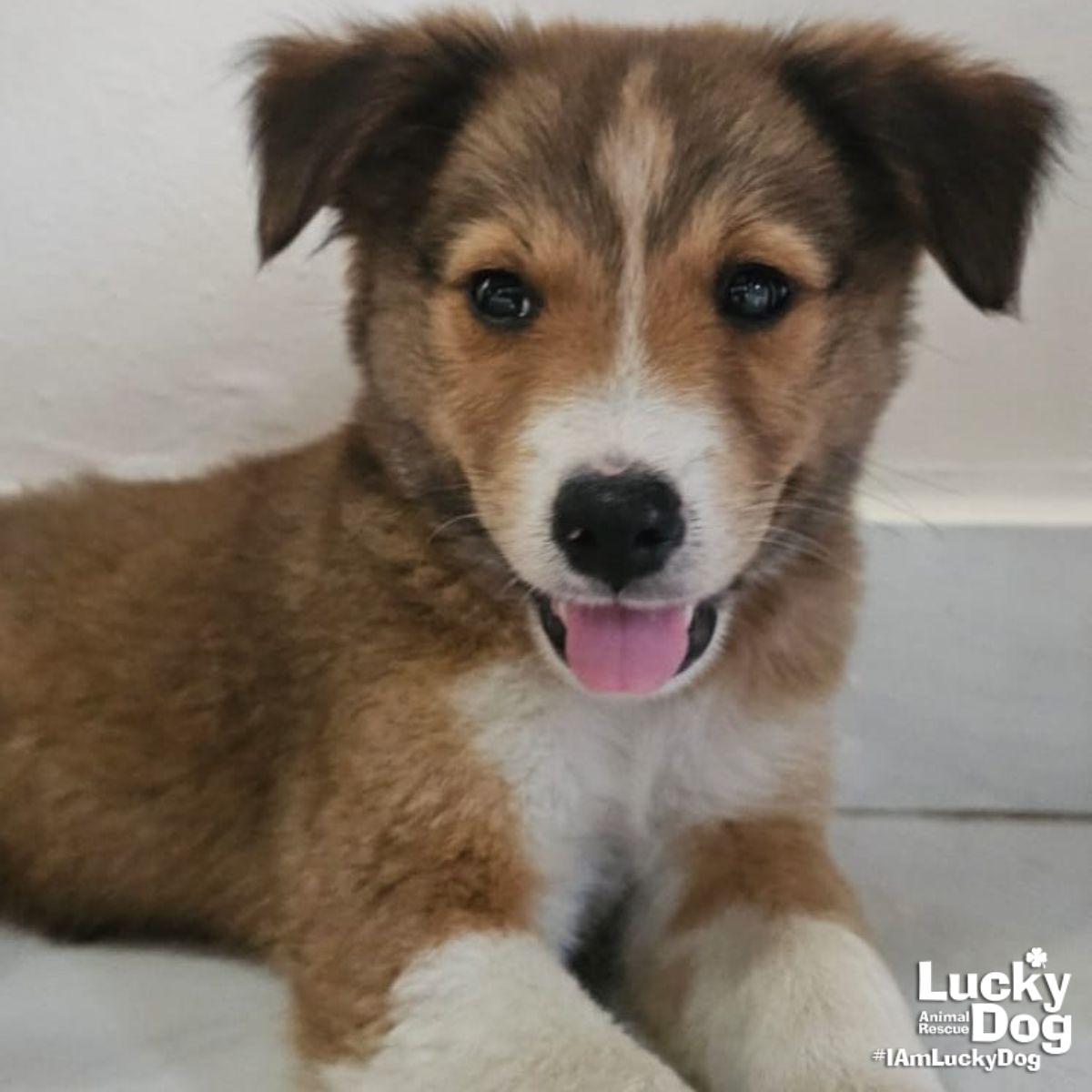 Indie, a Adopted mixed breed in Washington, DC image 2/2