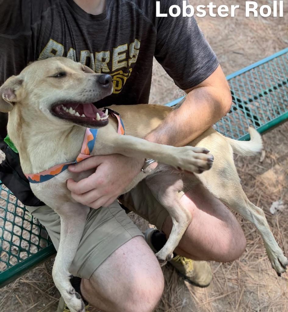 Lobster Roll, Adoptable, Young Female Terrier.