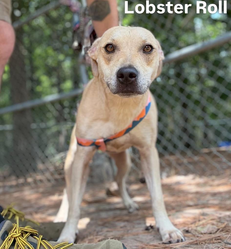 Enlarge Lobster Roll, a Adoptable mixed breed in Little Rock, AR image 2/3