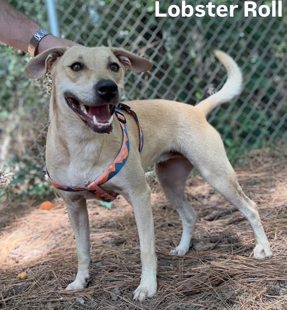 Enlarge Lobster Roll, a Adoptable mixed breed in Little Rock, AR image 3/3