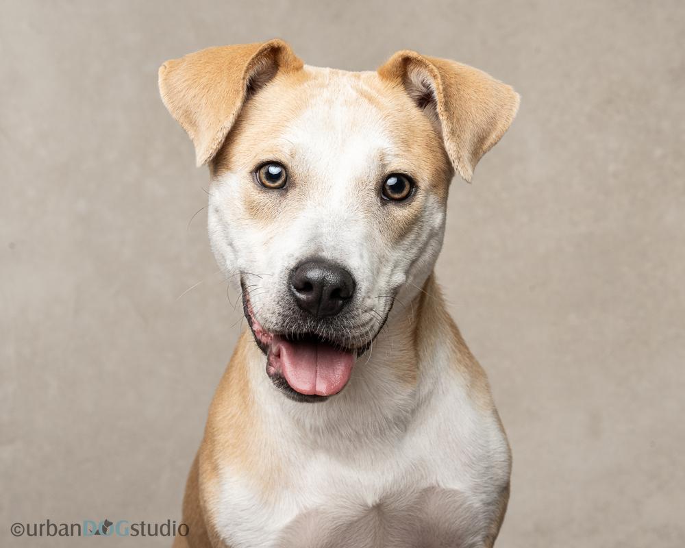Enlarge Marley (Ashur), a Adoptable mixed breed in Seminole, FL image 1/6